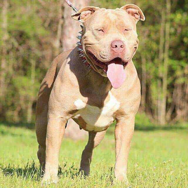 CHAMPAGNE XL PITBULL