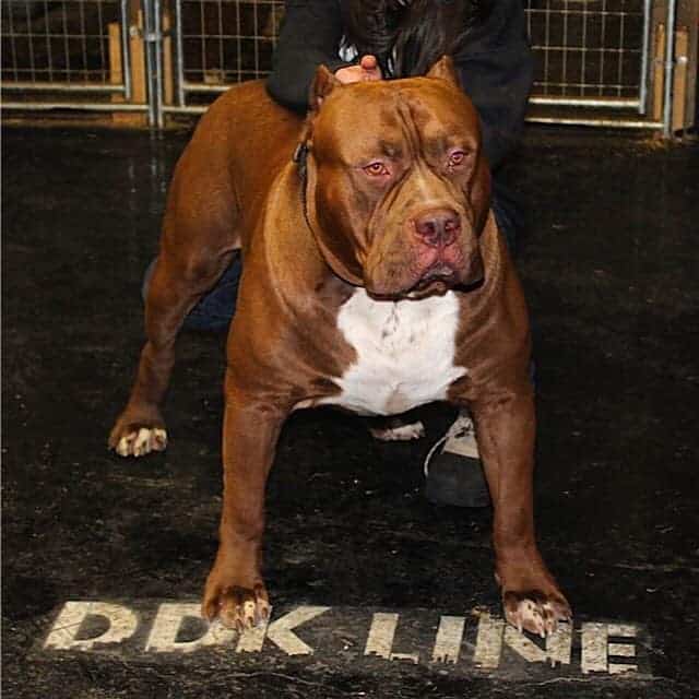 BLUE TRI XL PITBULL