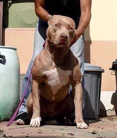 Blue Nose XXL Pitbull Puppy