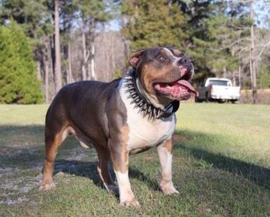 PITBULL PUPPIES