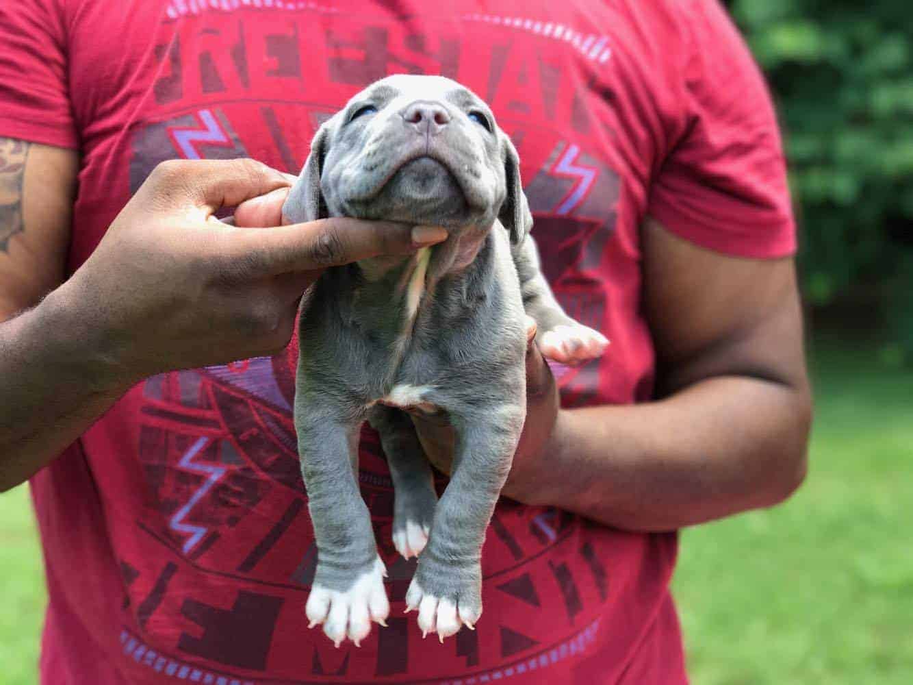 XL PITBULL PUPPIES FOR SALE CHAMPAGNE XXL PITBULL PUPPIES LILAC