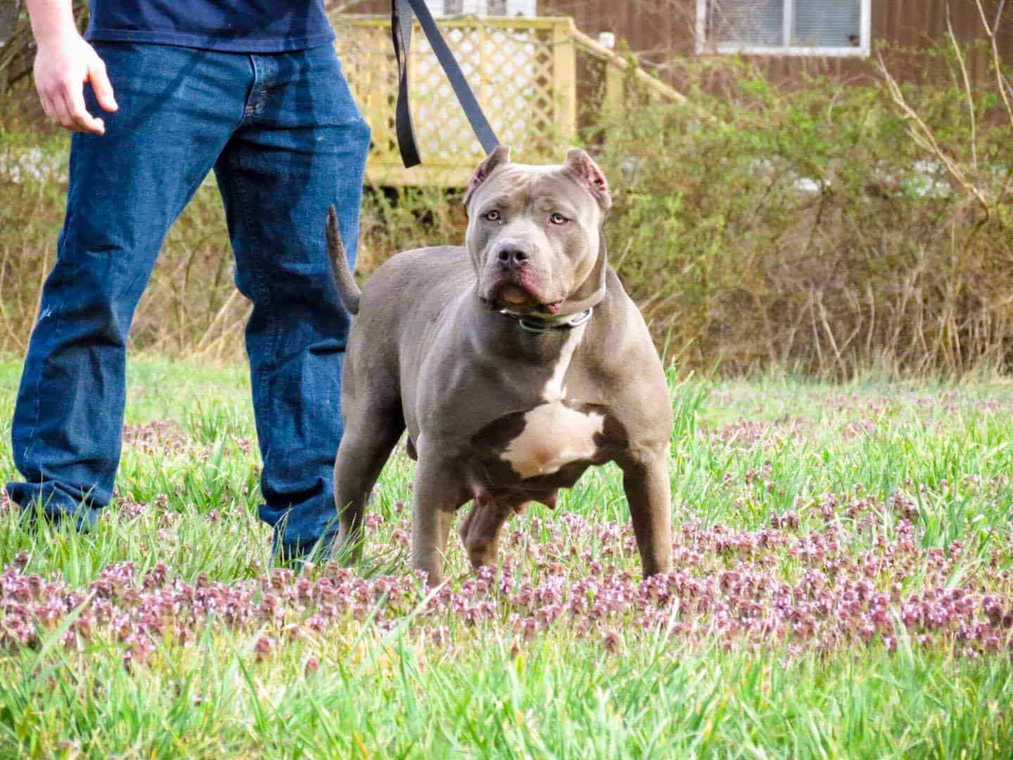 Blue Nose XXL Pitbull Puppy