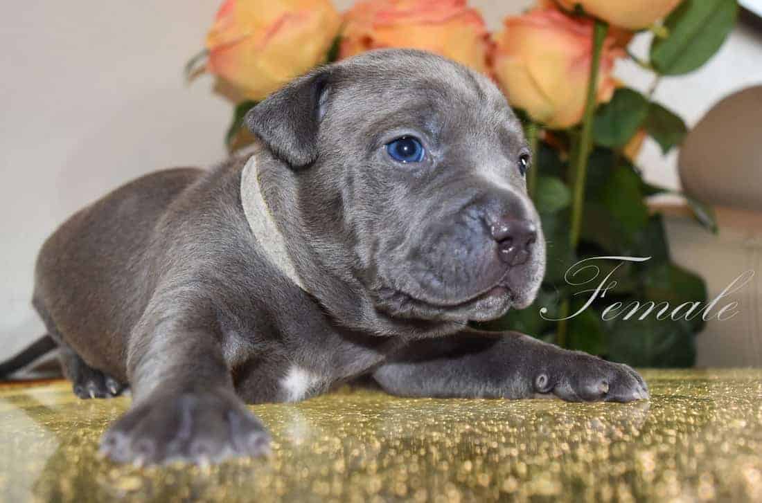 Blue Pitbull Puppies For Sale From The Best Xxl Blue | Dog ...