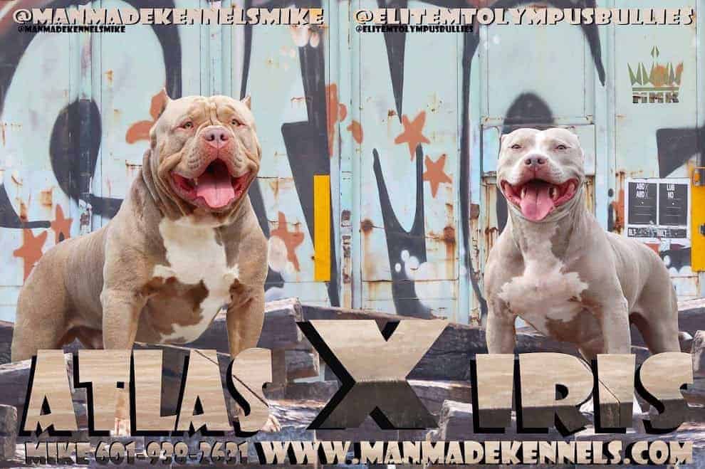 PITBULL PUPPIES