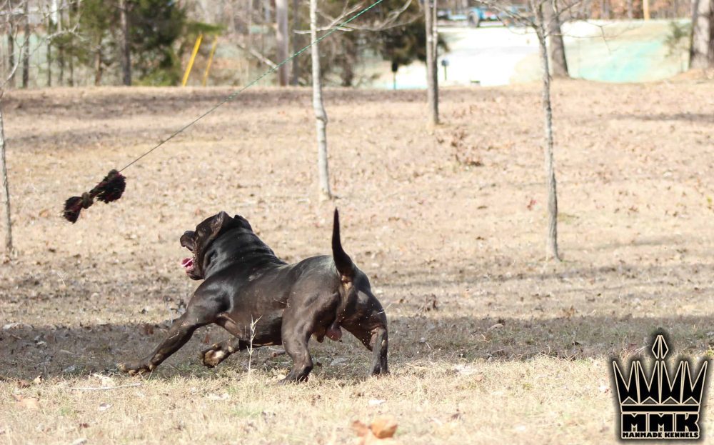 Featured image for “Top 5 Best Dog Workout Routines for Optimal Canine Health & Fitness”