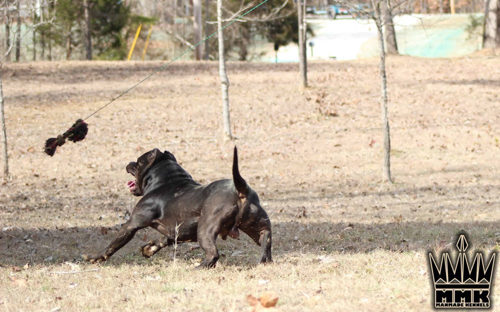 Pitbull Puppies