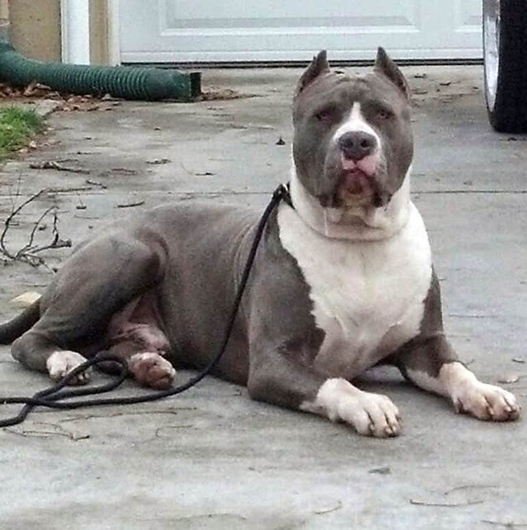 Bluenose Pitbull Stud