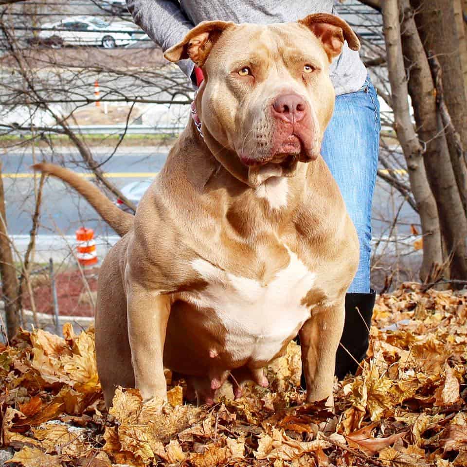 xxl pitbull puppies for sale