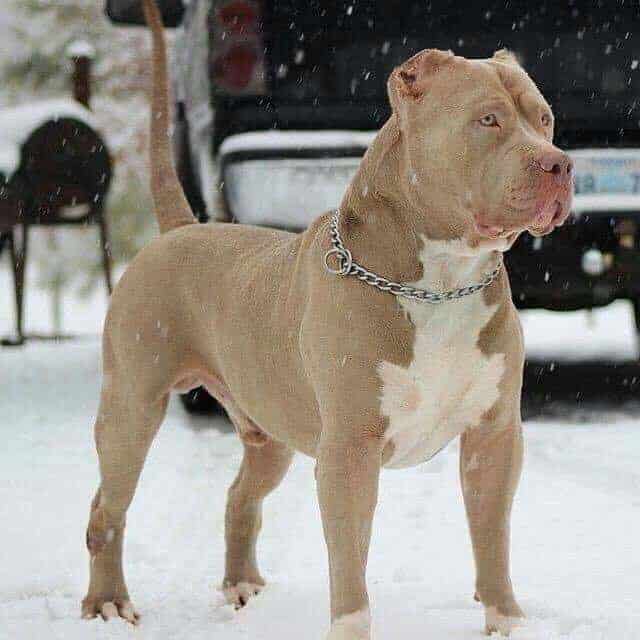 blue fawn pitbull puppy