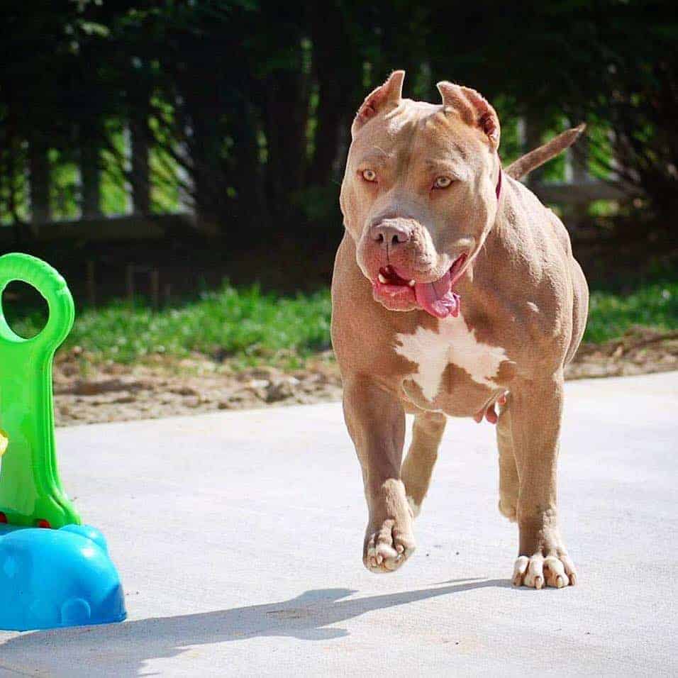 CHAMPAGNE PIT BULL