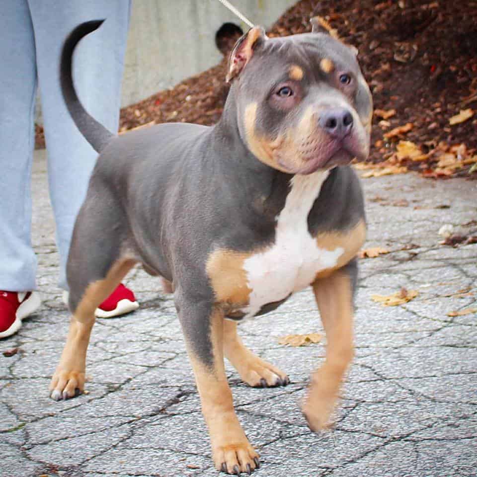 BLUE TRI PIT BULL