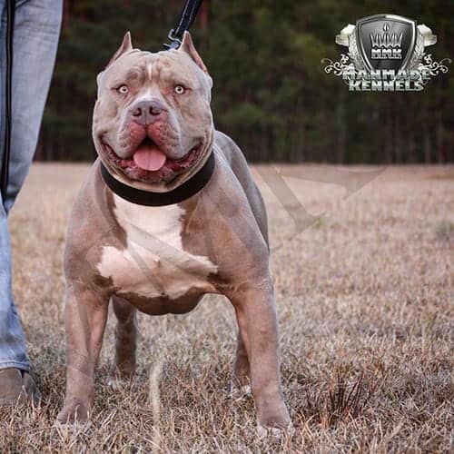 red nose pitbull dog