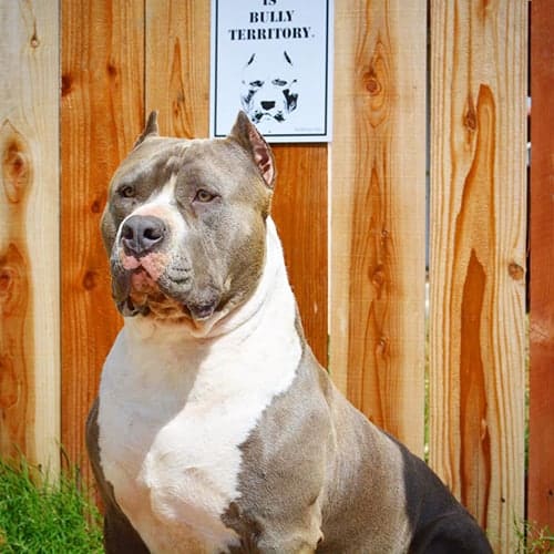 American bully XL dog