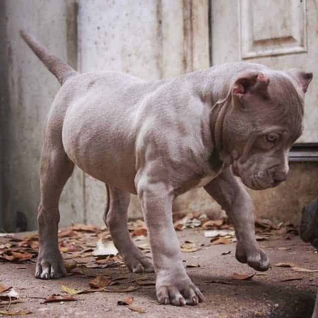 red nose pitbull puppy