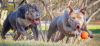 Revealed: Stunning Differences Between Red Nose And Blue Nose Pitbulls