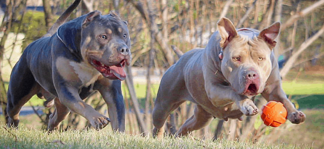 American bully XL dogs