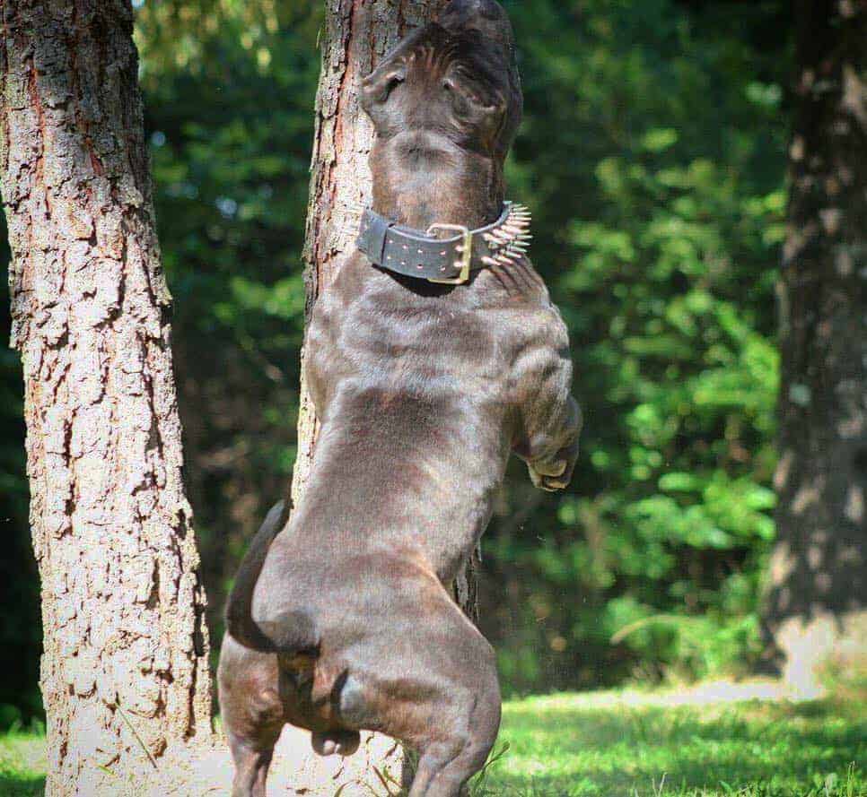 panther pitbull