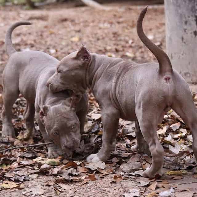 PITBULL PUPPIES FOR SALE