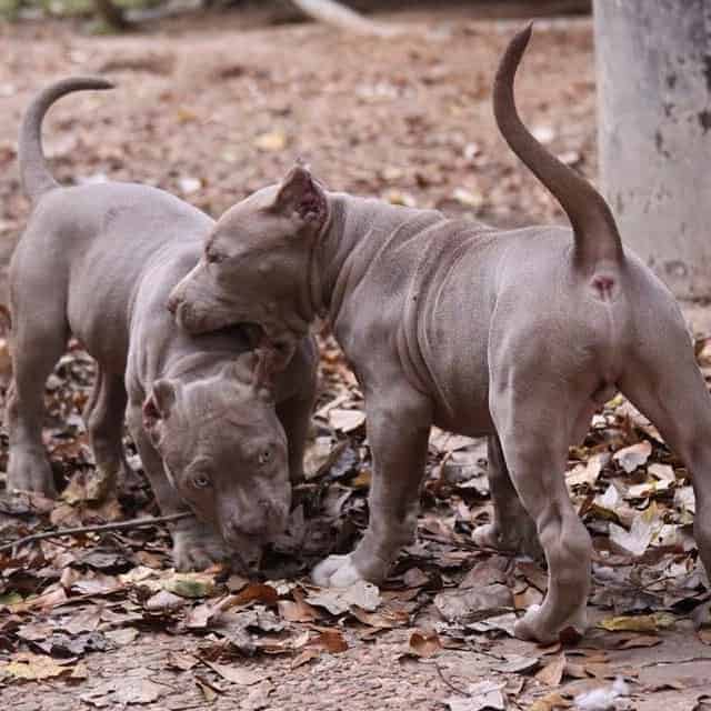 CHAMPAGNE AMERICAN BULLY PUPPIES