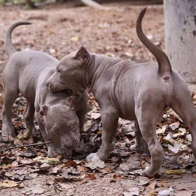 american bully xl puppies