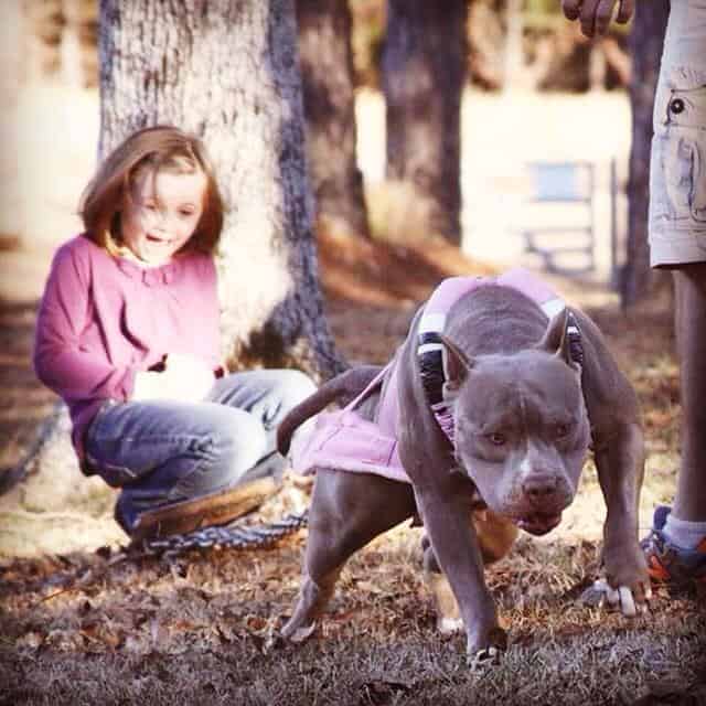 champagne colored blue pitbull 