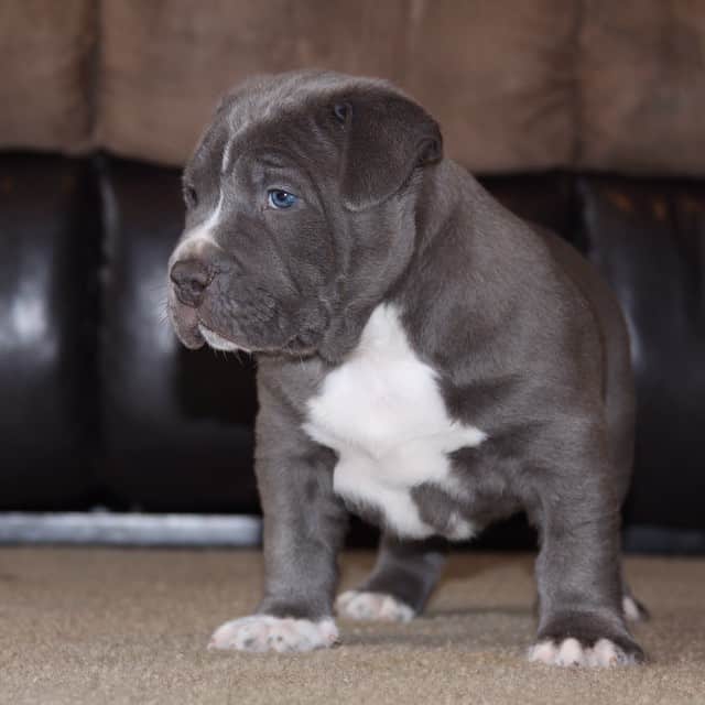blue nose pitbull puppy
