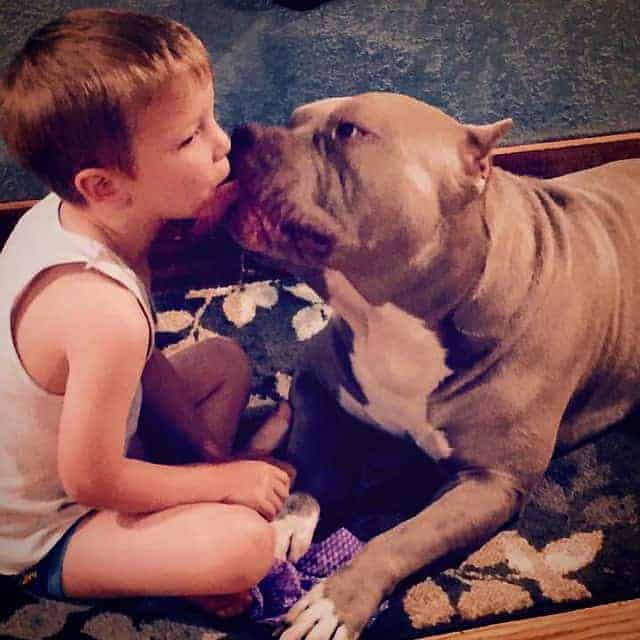 kid with pitbull