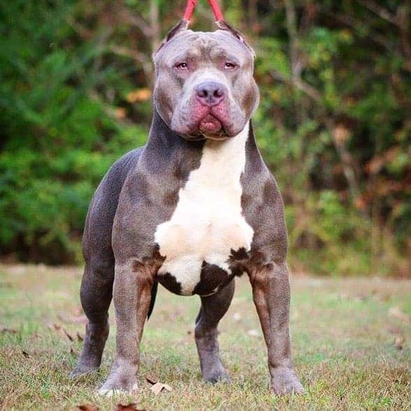 pitbull breeders