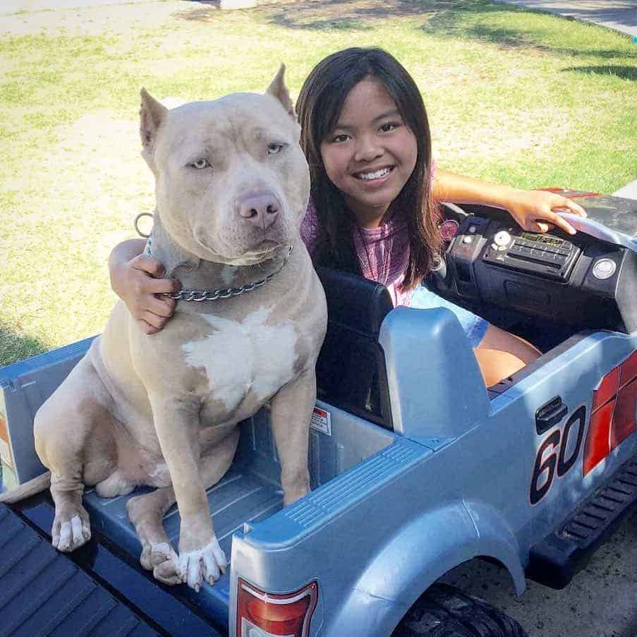 kids and pitbulls