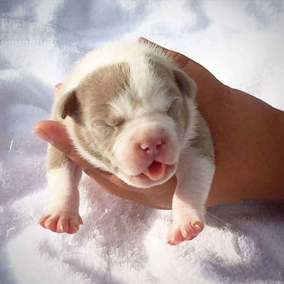 XL american bully puppy