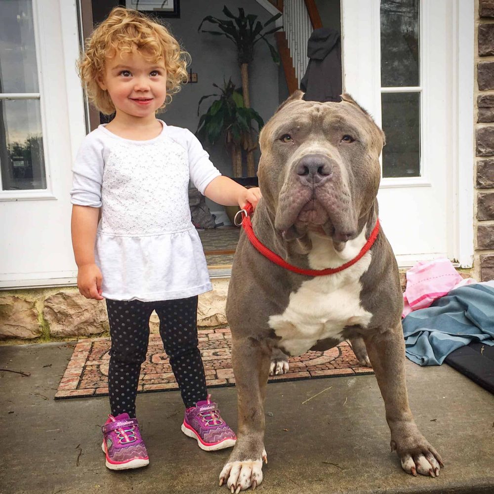 kids with pitbulls