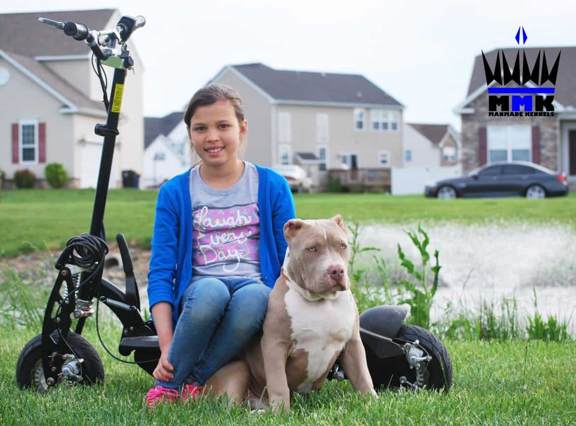 XL CHAMPAGNE PITBULL PUPPY