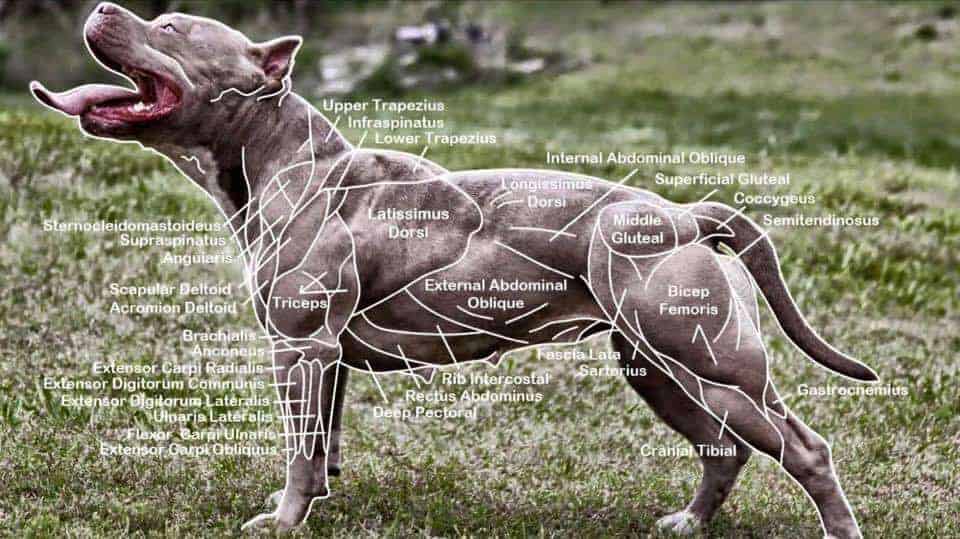 Dog Muscle Chart