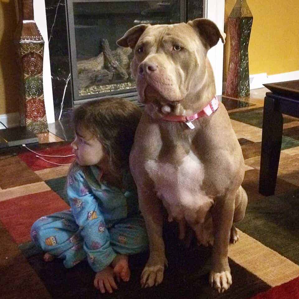 Manmade Family kids and pitbulls