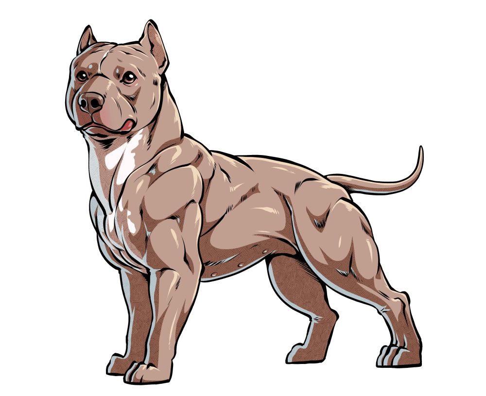 Why are there so many different types of American Pit Bull Terriers