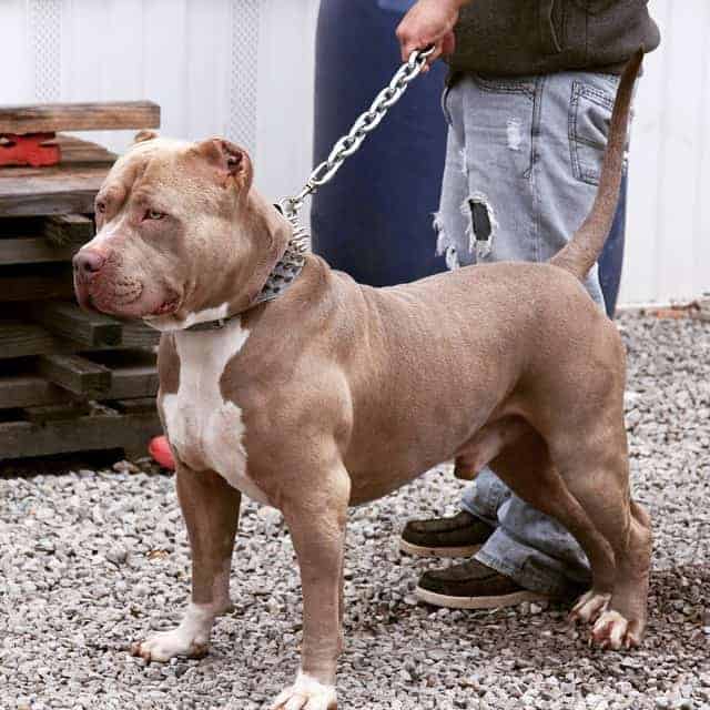 CHAMPAGNE PITBULL FOR SALE