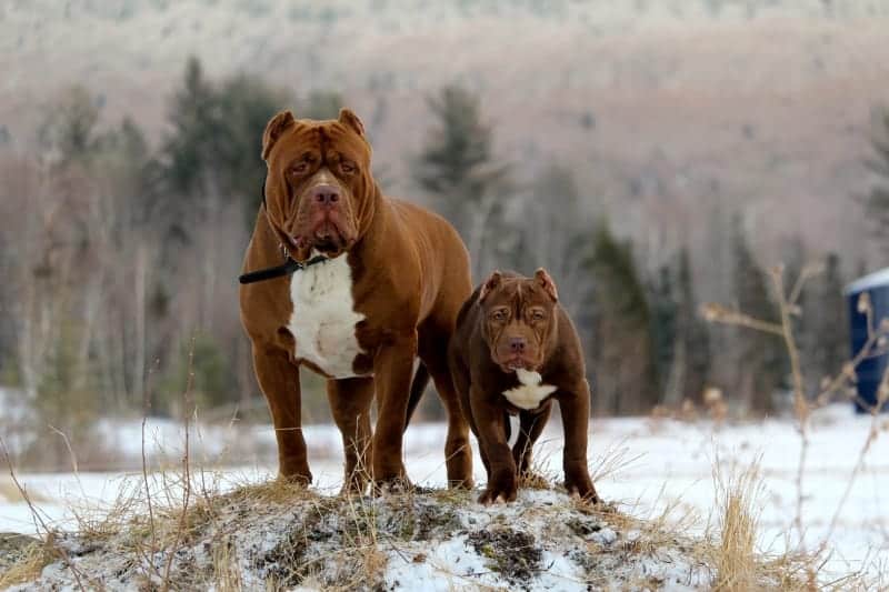 red nose pitbull dog