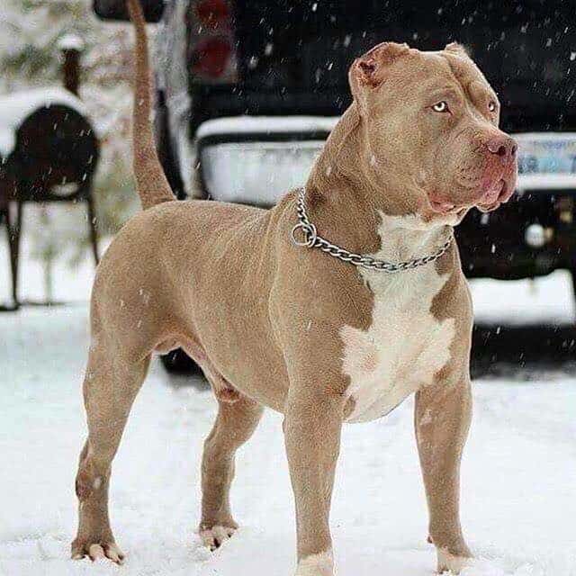 champagne xl bully