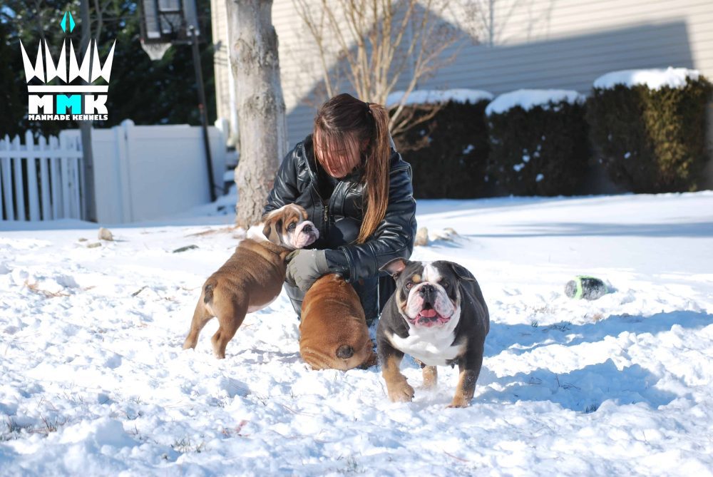 pitbull puppies for sale