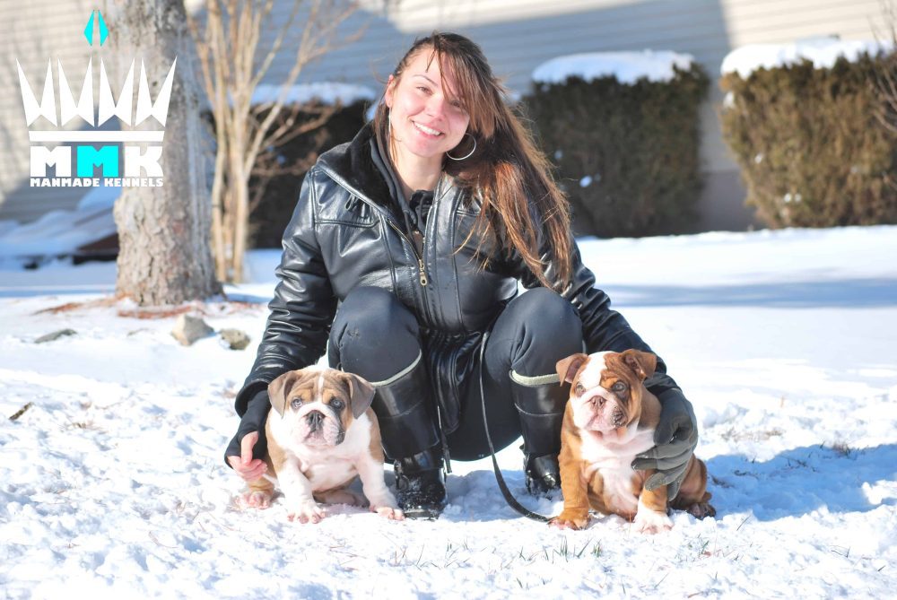 Pitbull Breeders
