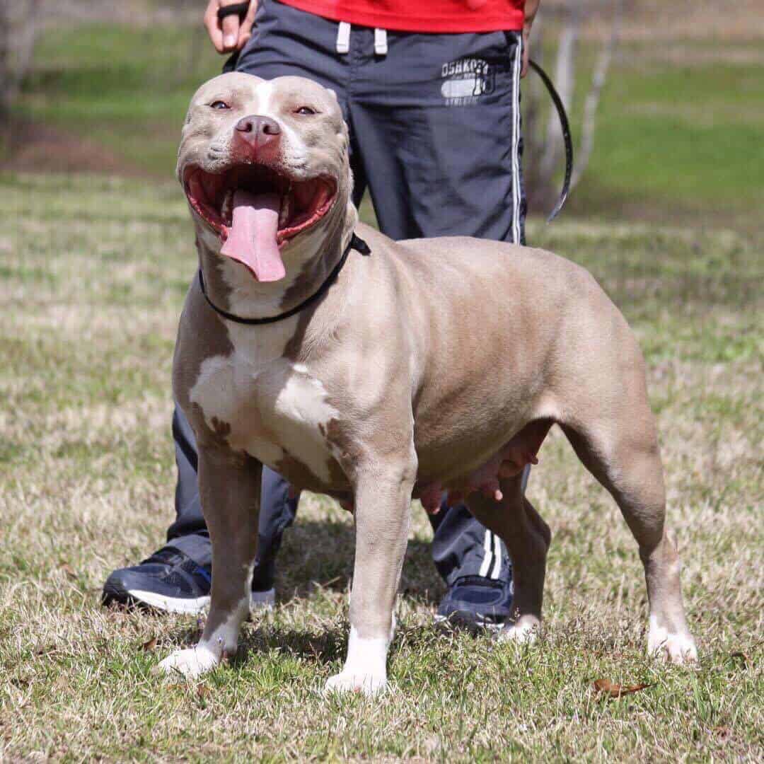 CHAMPAGNE PITBULL