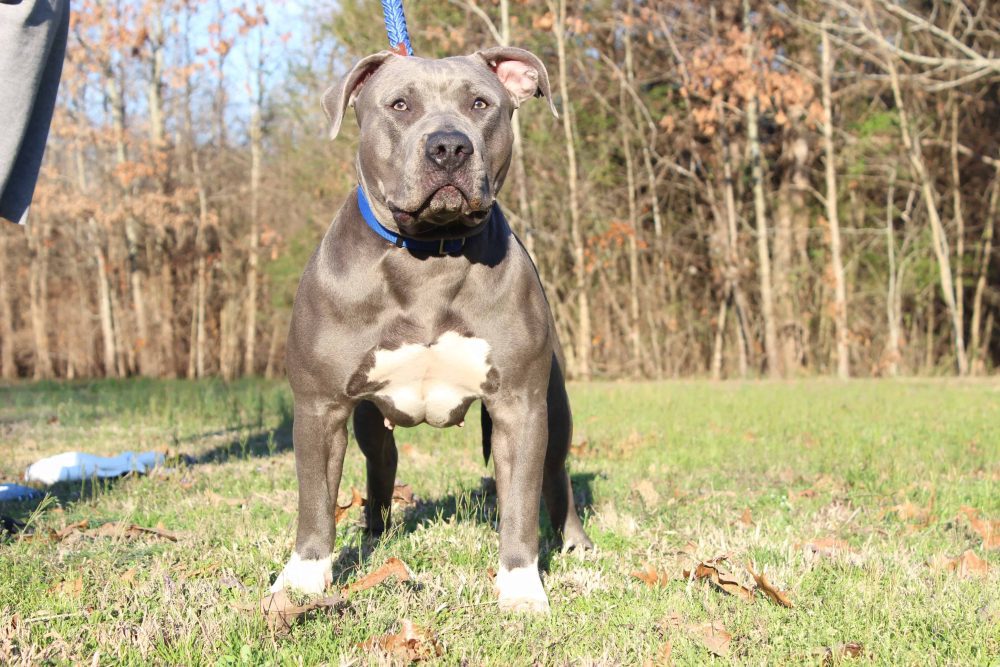 BLUE XL PITBULL