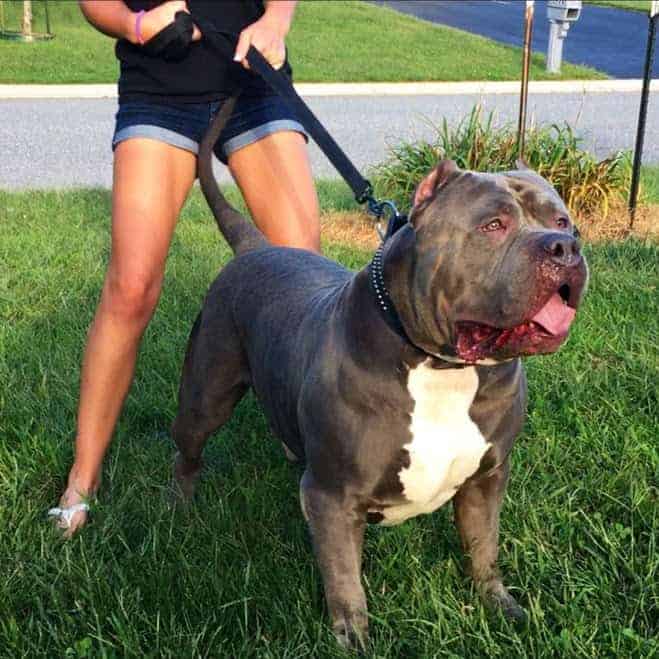 BLUE TRI XL PITBULL