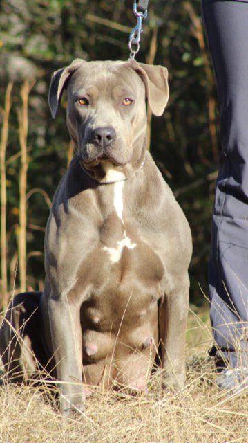 CHAMPAGNE XXL PITBULL