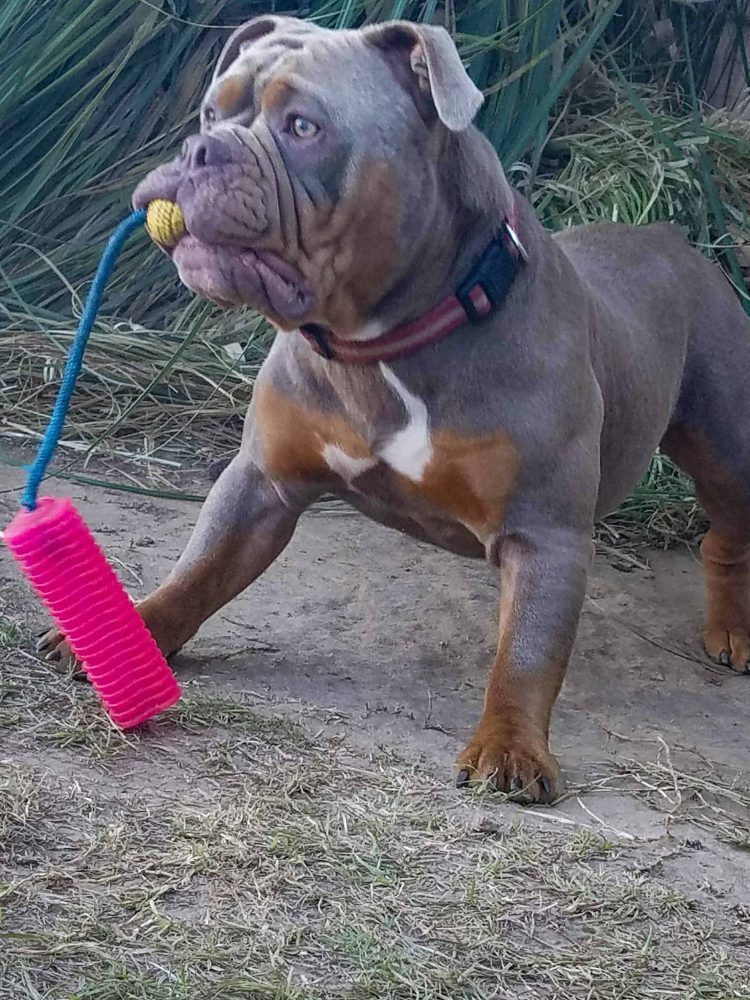 rare colored old english bulldog puppies