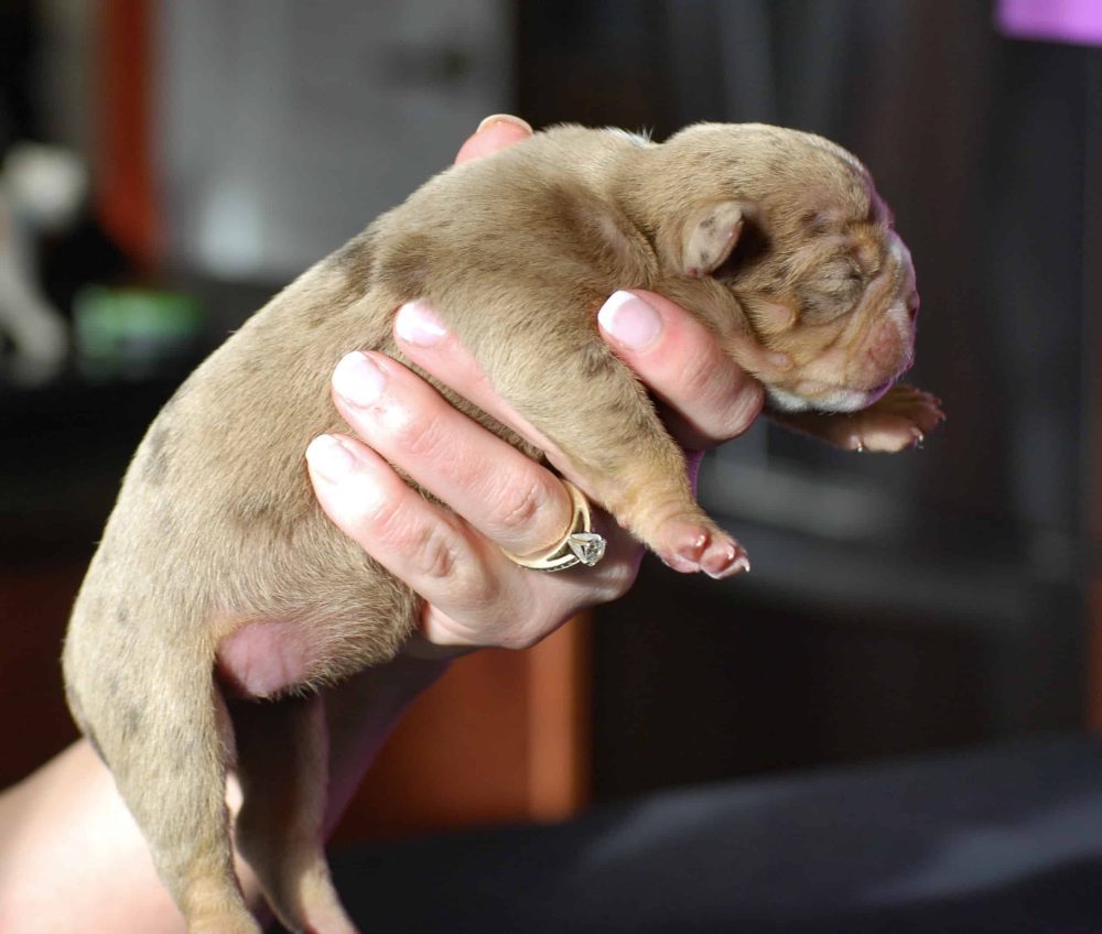 Old English Bulldog Puppies for sale Manmade Kennels XL Pit Bulls