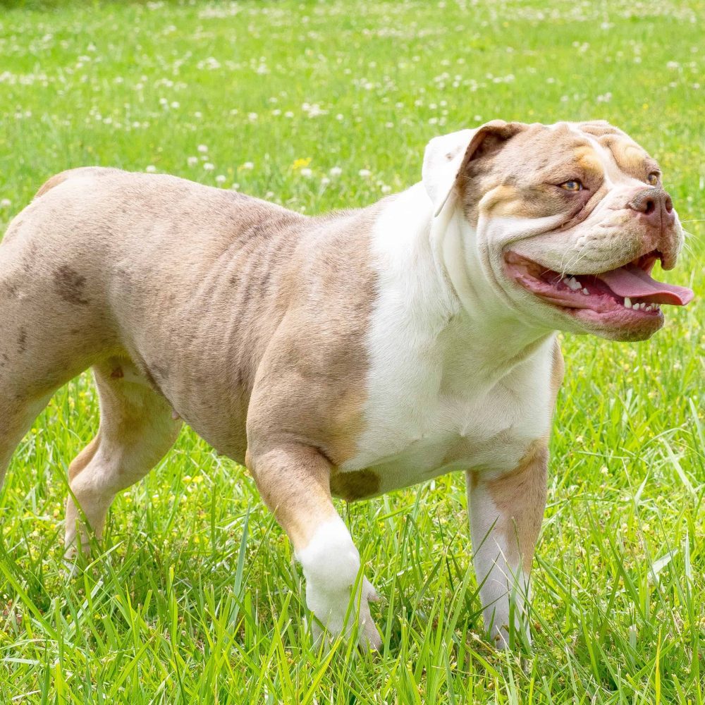 Old English Bulldog Puppies for sale Manmade Kennels XL