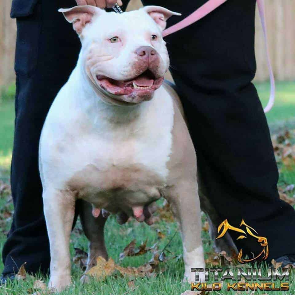 BLUE NOSE PITBULL PUPPY