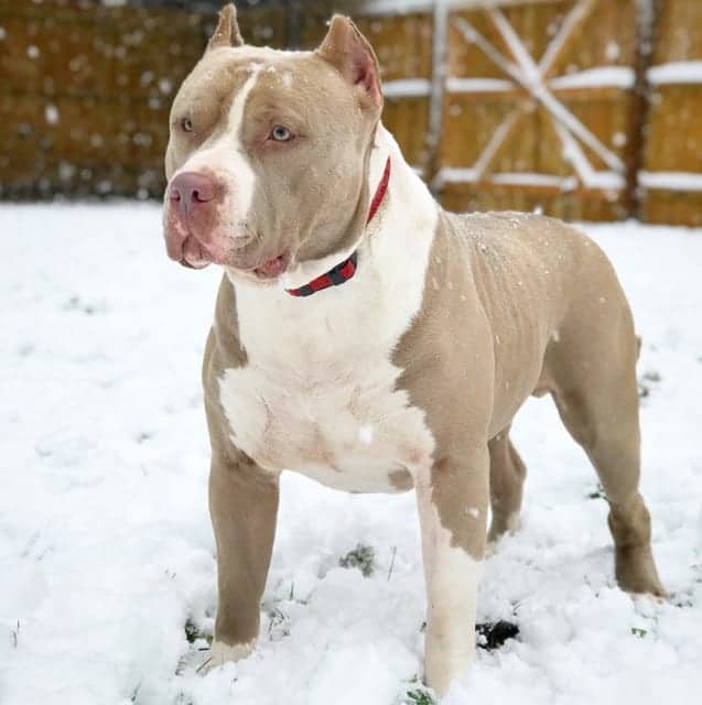 xl champagne pitbull puppy