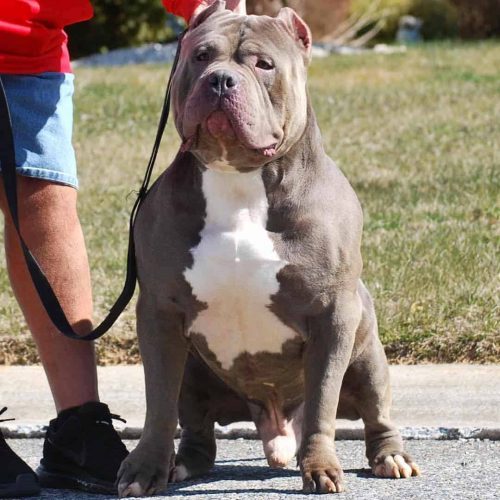 blue pitbull dogs for sale